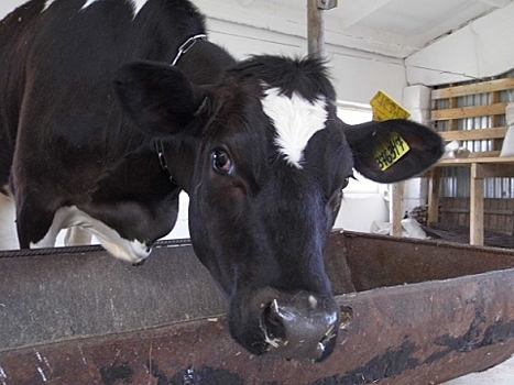Производство молока увеличилось в Нижегородской области