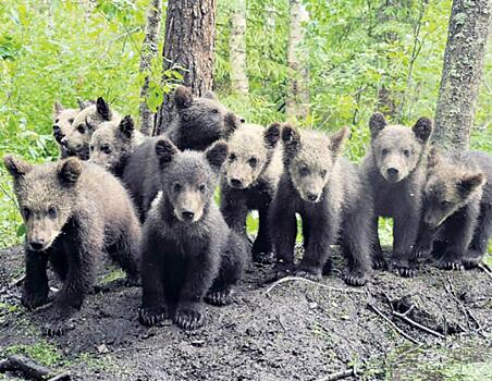 Семья биологов спасает медвежат-сирот