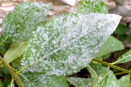 Перечислены способы борьбы с мучнистой росой на растениях