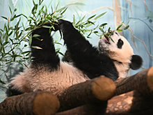 В Московском зоопарке приступили к строительству нового вольера для панд