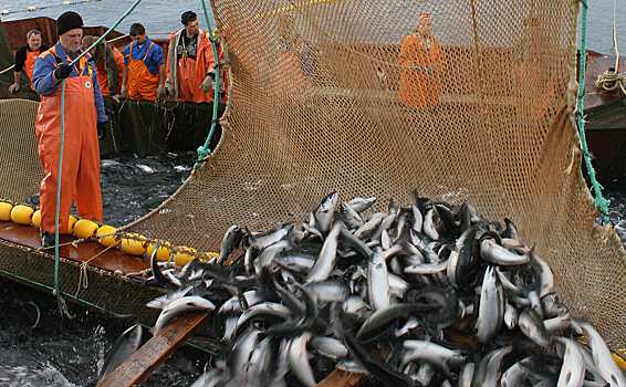 Изменение климата связали с ухудшением мирового вылова рыбы