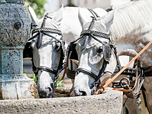 Лошадей хотят изгнать из центра Петербурга