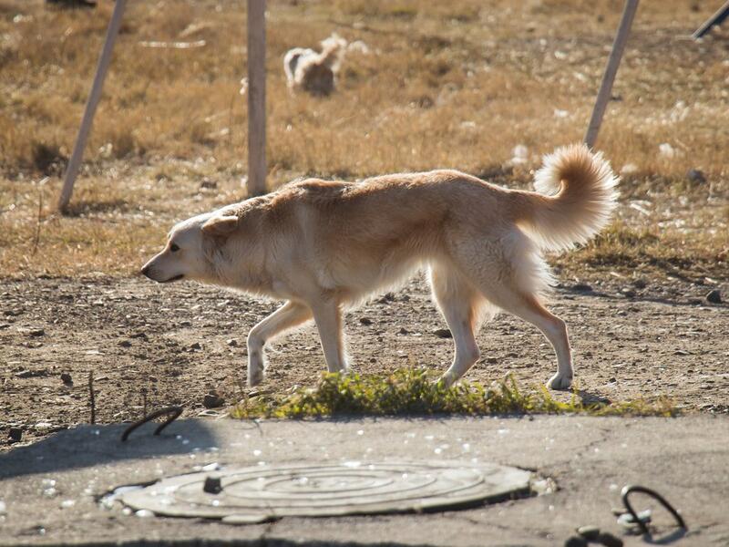 Семь собак отловили в Чите за сутки