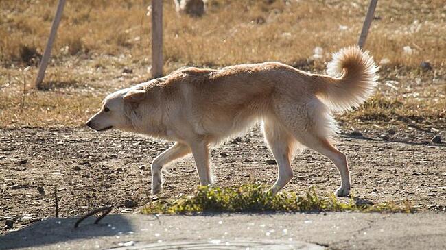 В Чите вновь подняли вопрос безопасности из-за стай бездомных собак