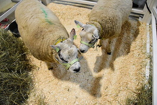 Карантин по оспе овец ввели на территории городского округа Луховицы
