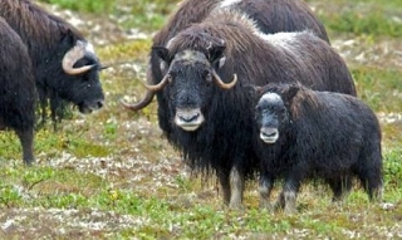 Ямальских овцебыков завезут в Якутию. Их отловят в парке «Полярно-Уральский»