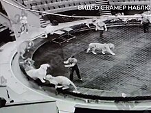 Жестокое обращение? Зачем в Большом Московском цирке применяли воду и палки против тигров