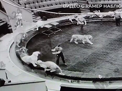 Жестокое обращение? Зачем в Большом Московском цирке применяли воду и палки против тигров