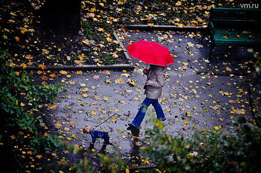 Правила уборки листвы впервые определят на уровне двора