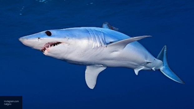 "Лопнувшие" банки заплатили по долгам акулой и картинами Айвазовского