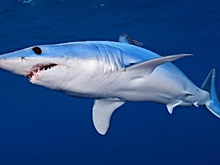 "Лопнувшие" банки заплатили по долгам акулой и картинами Айвазовского