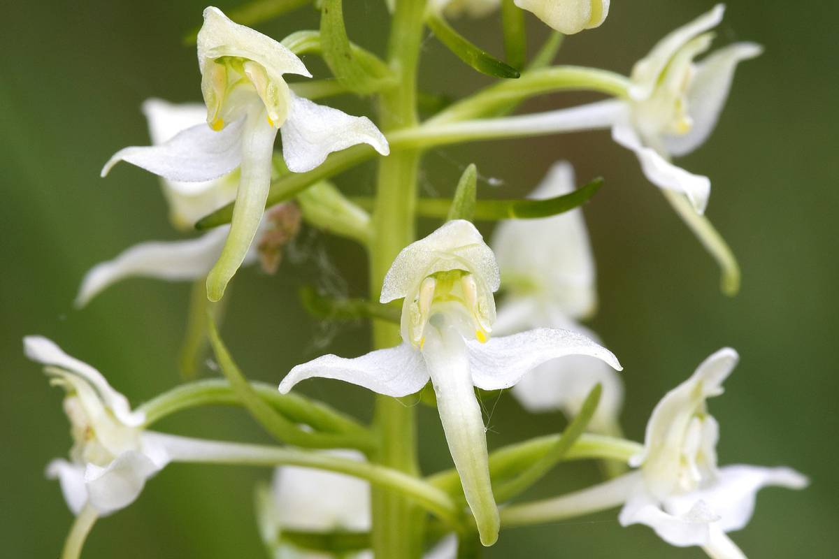 Россиянам рассказали об опасности пахучей любки