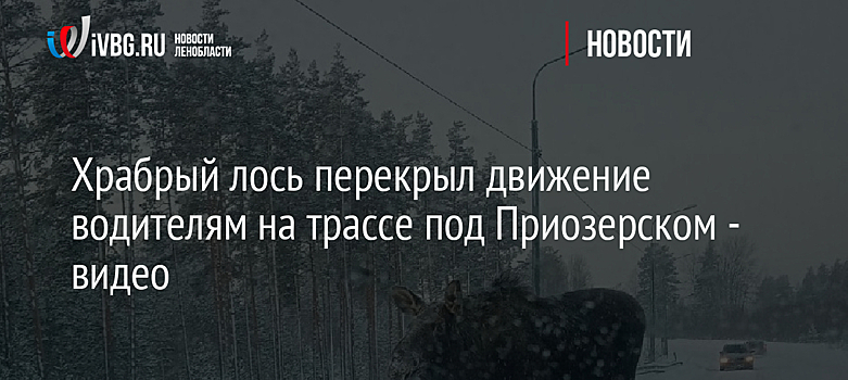 Храбрый лось перекрыл движение водителям на трассе под Приозерском - видео