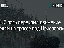 Храбрый лось перекрыл движение водителям на трассе под Приозерском - видео
