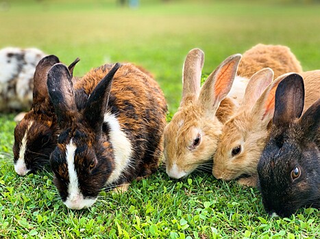 В России растут объемы производства мяса кролика