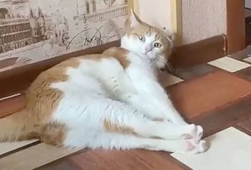 В&nbsp;Госдуме назвали наказание для выбросившей кота Твикса проводницы