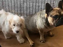 Щенок спас собаку от утопления в джакузи