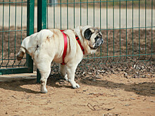 Собачий след: кто обязан убирать за домашними питомцами на улице?
