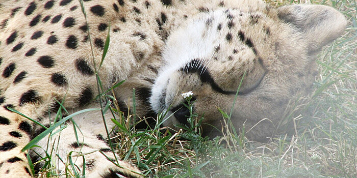 Популяцию гепардов планируют восстановить в Узбекистане