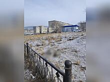 Читинцы жалуются на труп собаки в центре города
