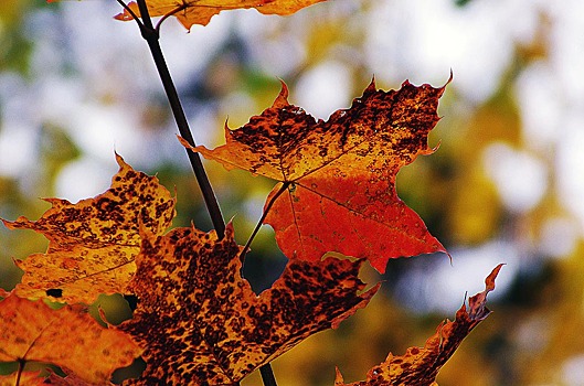 Котова призвала дорожников и коммунальщиков выйти на уборку листьев