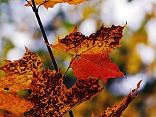 Котова призвала дорожников и коммунальщиков выйти на уборку листьев