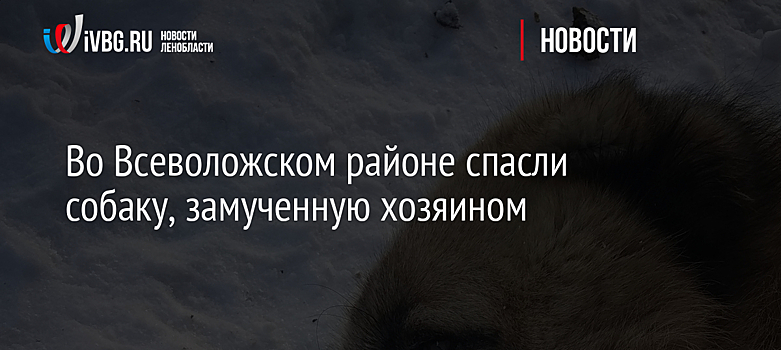 Во Всеволожском районе спасли собаку, замученную хозяином