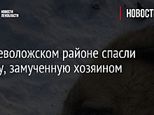 Во Всеволожском районе спасли собаку, замученную хозяином