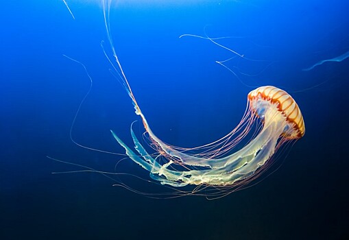 Удивительные факты о медузах