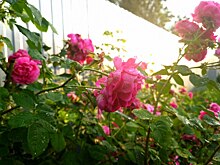 В Курской области 5 июля вновь прогнозируют до 35 градусов жары