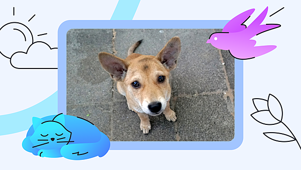 Что делать, если нашли на улице домашнее животное