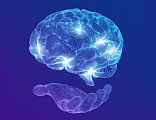 Ученые создали модель рабочей памяти мозга