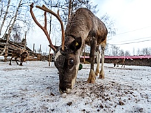 Зачем в Центральной России выращивают благородных оленей
