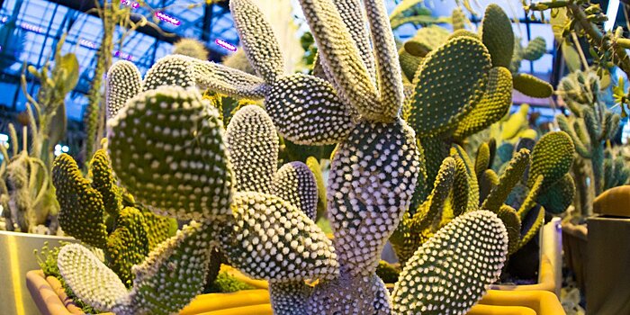Предприниматели из Мексики сделали кожу из кактусов