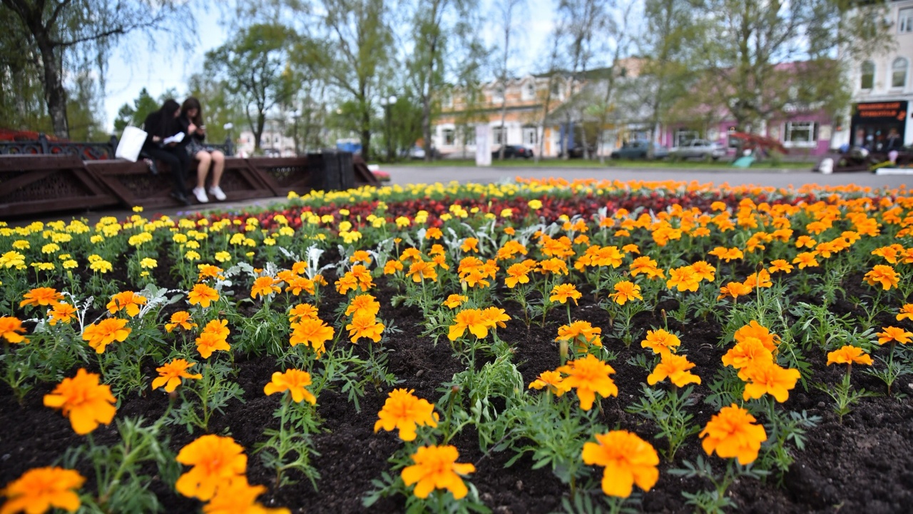Почти 170 тысяч цветов высадят в Вологде в этом году