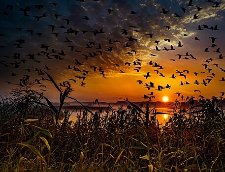 Перелётные птицы начали массовую миграцию на юг через Хабаровский край