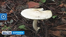 Врачи объяснили причину отравления четверых воронежцев грибами