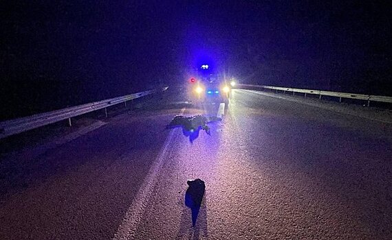 В Елабужском районе Татарстана с разницей в 4 часа насмерть задавили двух пешеходов