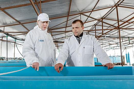 В реки Западной Сибири выпустили 3 миллиона мальков пеляди