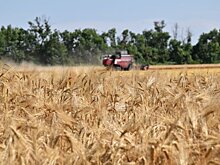 Специалисты «Россельхозцентра» отметили высокое качество зерна, выращенного в Адыгее