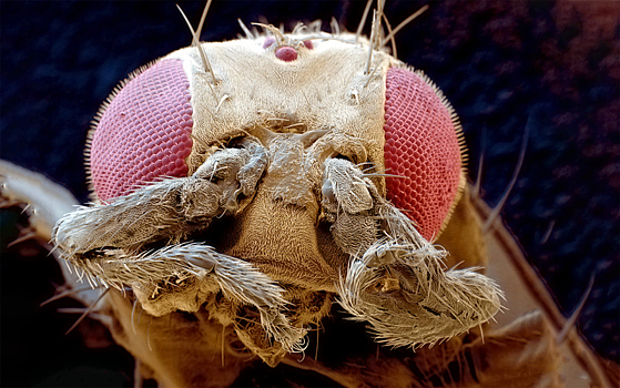 Российские генетики раскрыли секрет долголетия мух-мутантов