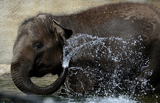 Музей слонов откроется в Московском зоопарке