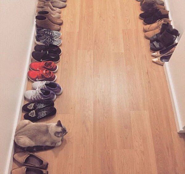При выборе, какую обувь надеть из стоящей в коридоре, главное, внимательно смотреть под ноги и не попытаться "надеть" кота. 