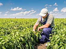 Господдержку производства картофеля и овощей снизят на 13%
