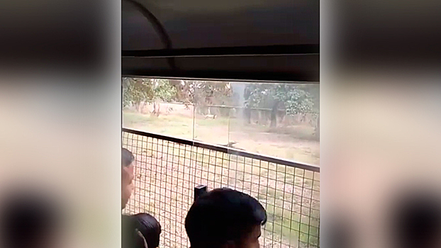 Львы насмерть загрызли посетителя зоопарка
