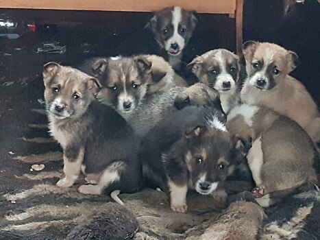 Волонтеры ищут хозяев 18-ти бездомным щенкам на Бору