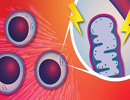 Найдено новое свойство препаратов нацеленных на митохондрии