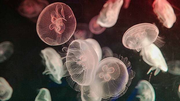 Укус медузы: как спасти человека от гибели и оказать первую помощь