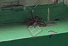 Shot: в Башкирии жителей многоэтажки напугал экзоскелет тарантула