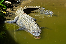 Четырехметровый крокодил съел двух акул на глазах у очевидцев
